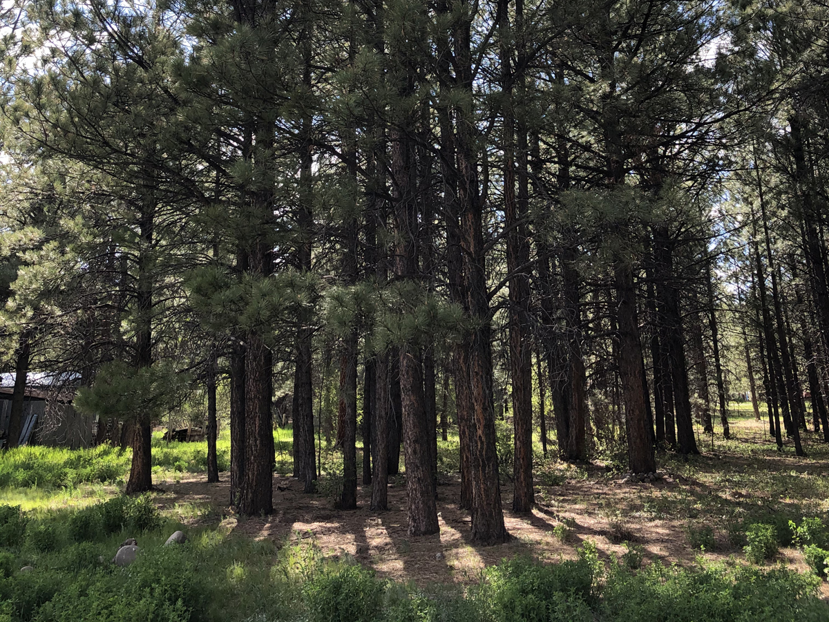 Chama NM land, 3/4 acre with improvements, wooded land for sale, Country living lot for sale, Northern New Mexico land for sale