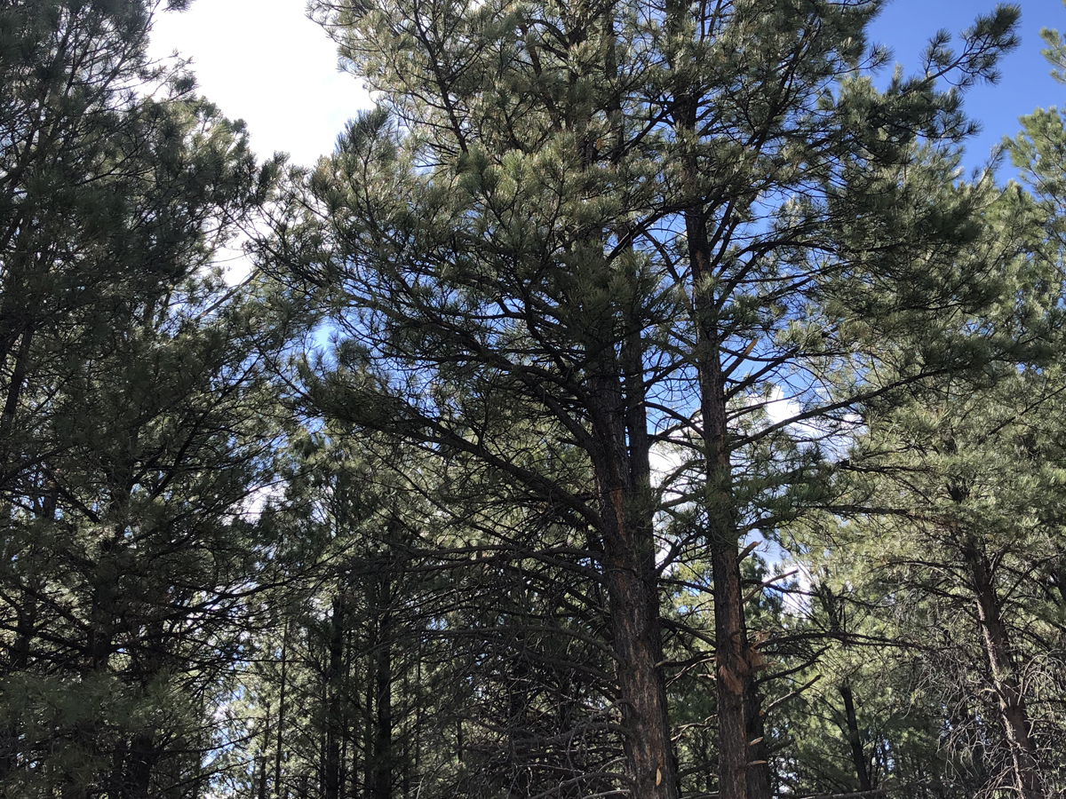 Chama NM land, 3/4 acre with improvements, wooded land for sale, Country living lot for sale, Northern New Mexico land for sale