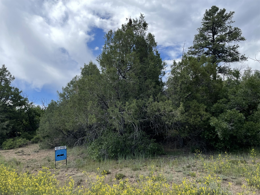 Chama New Mexico land, Ponderosa subdivision, Trees, good road to property